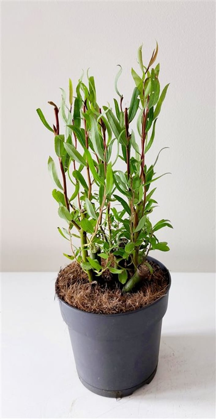 Salix babylonica 'Tortuosa' - P12
